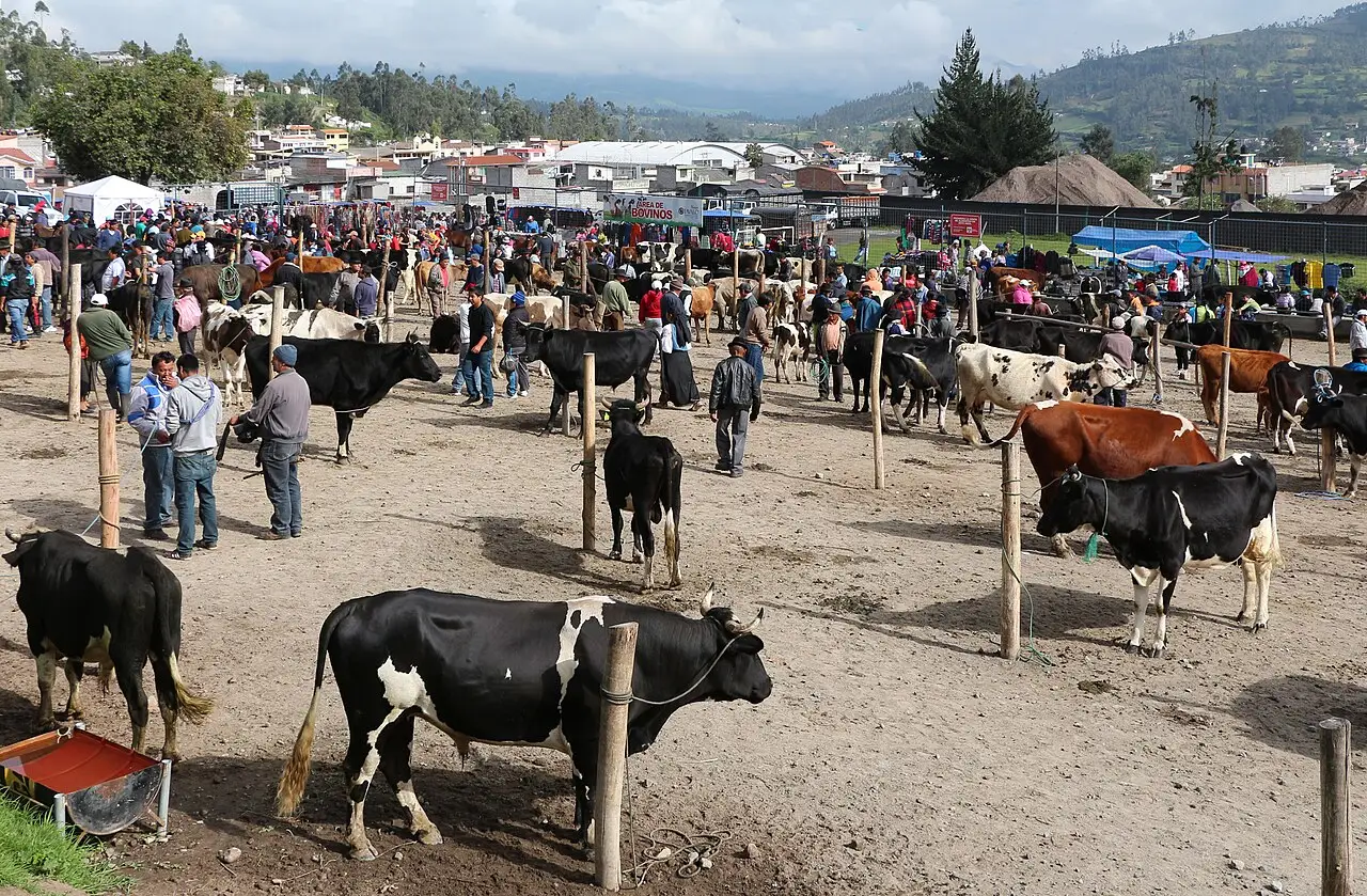 Terreiro de terra com vacas amarradas em estacas e gente em volta.
