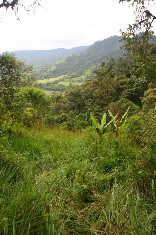 Morros verdes e uma mata fechada.