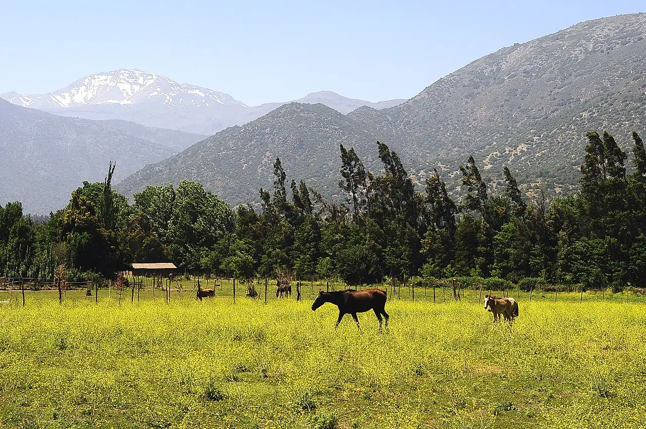 Cavalos num campo de flores amarelas diante de uma fileira de árvores, com serras secas e um pico nevado ao fundo, no vale do Maipo.