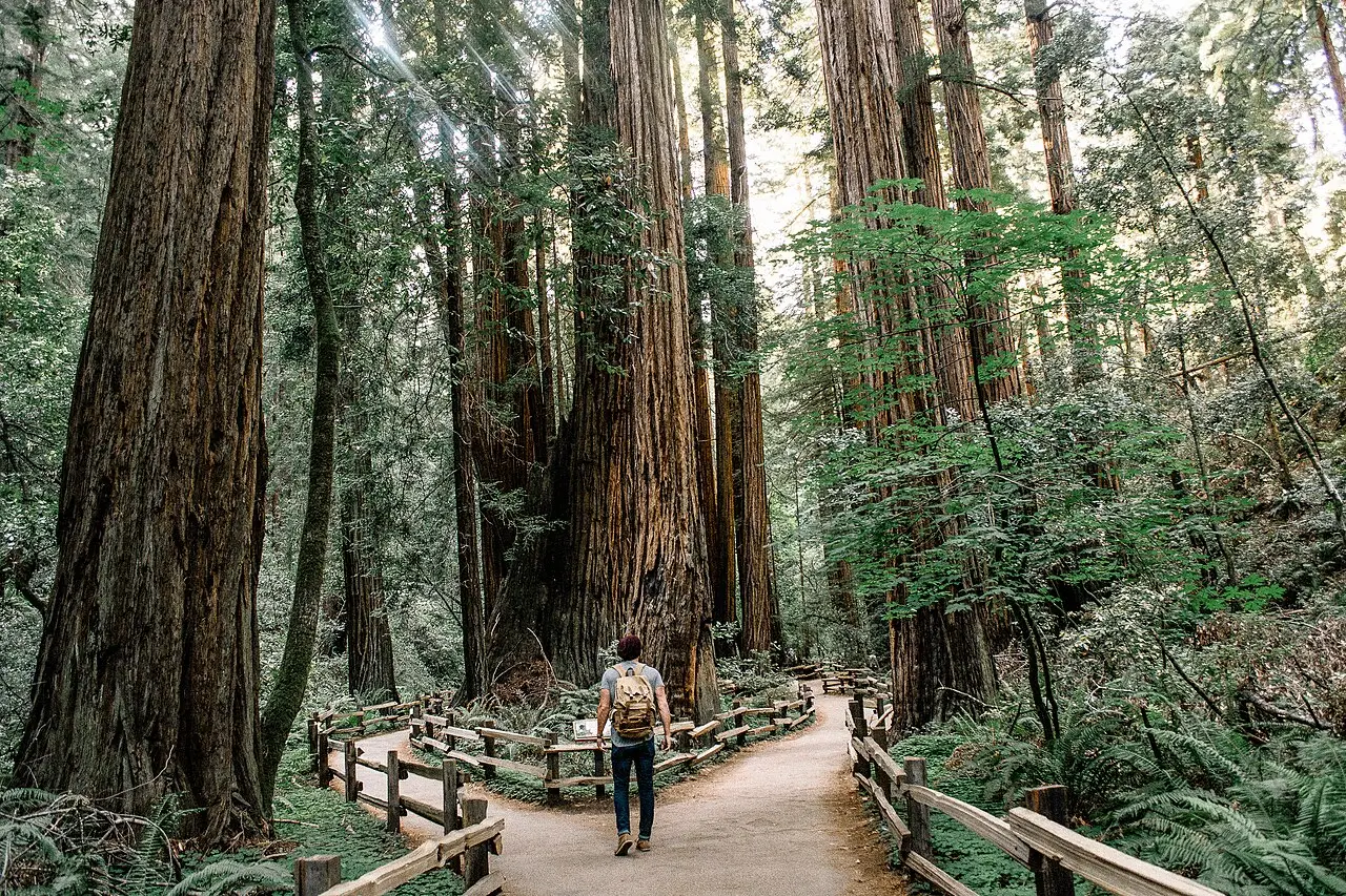 Uma pessoa com mochila caminha por uma trilha de terra com cercas de madeira entre sequoias muito altas e samambaias, com luz entrando pela copa, em Muir Woods.