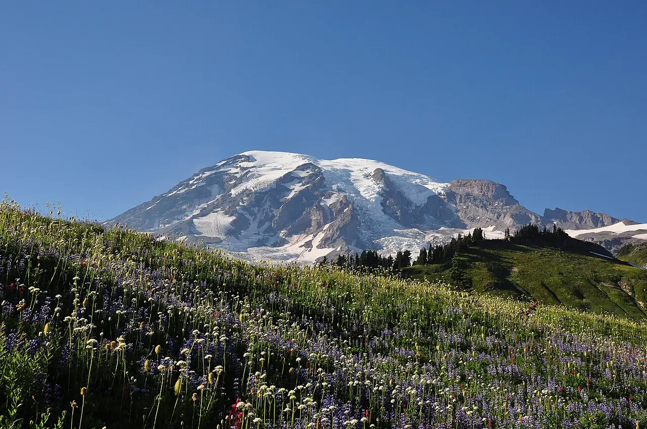 Le mont Rainier, avec son sommet enneigé et ses glaciers sous un ciel bleu dégagé, au-dessus d’une prairie de fleurs sauvages violettes et blanches.