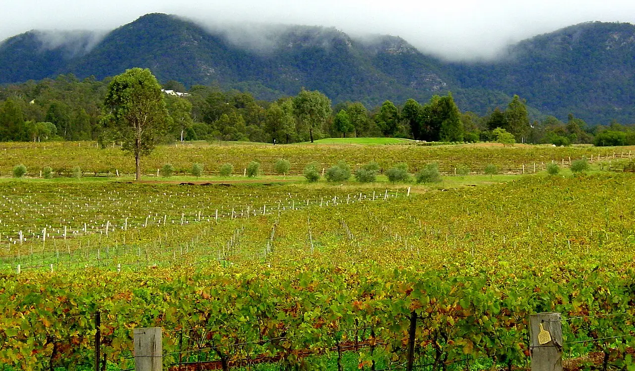 Fileiras de videiras com folhas amareladas de outono em primeiro plano, oliveiras em linha ao fundo e montanhas cobertas de mata e névoa, no Hunter Valley.