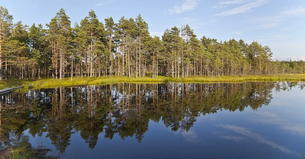 Lago de água parada refletindo um bosque de pinheiros em uma turfeira, com uma passarela de madeira à esquerda, no Parque Nacional de Lahemaa.