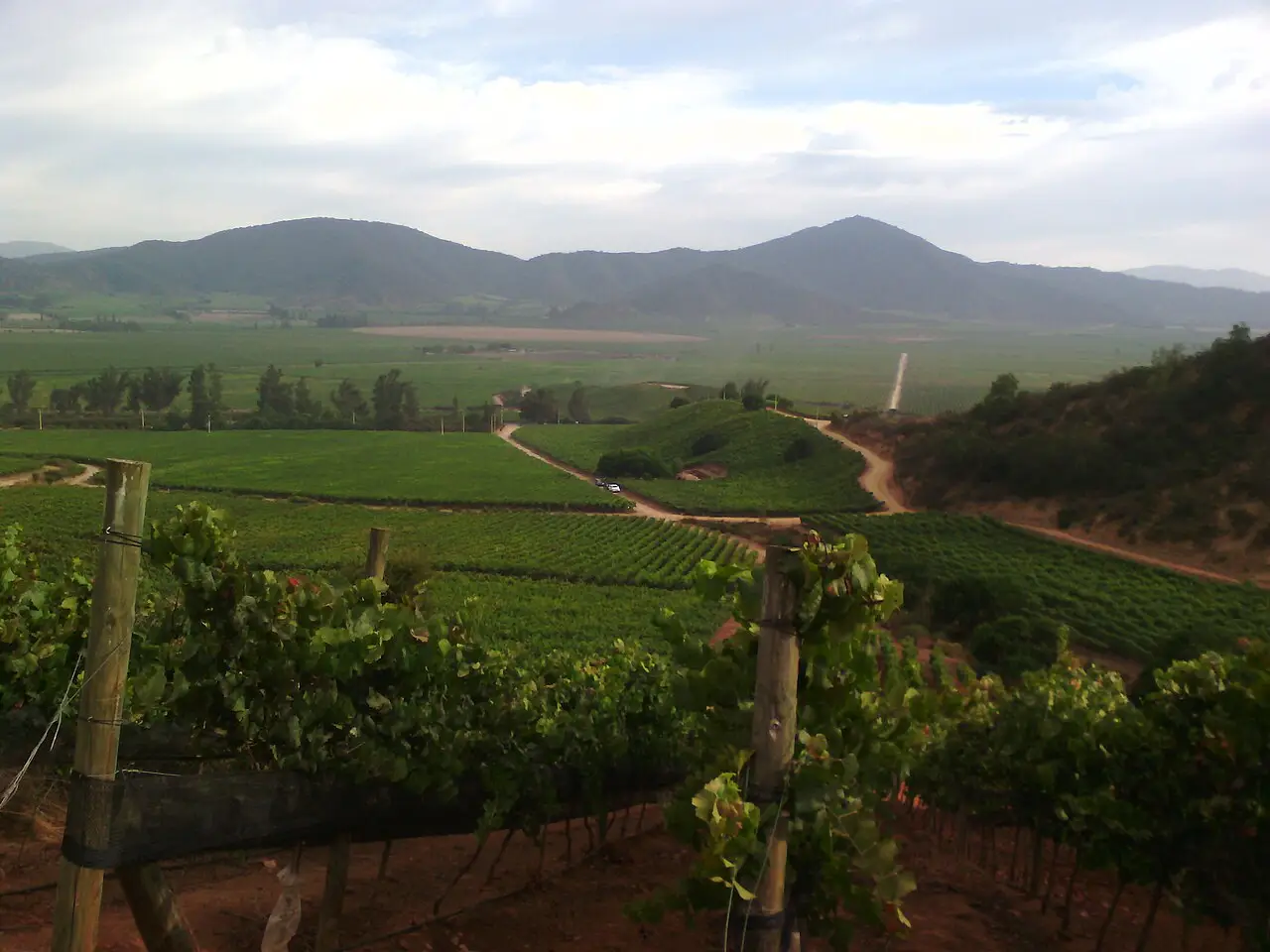 Vinhedos verdes em fileiras num vale amplo, com estradas de terra cortando as parcelas e morros baixos ao fundo, no Valle de Casablanca.