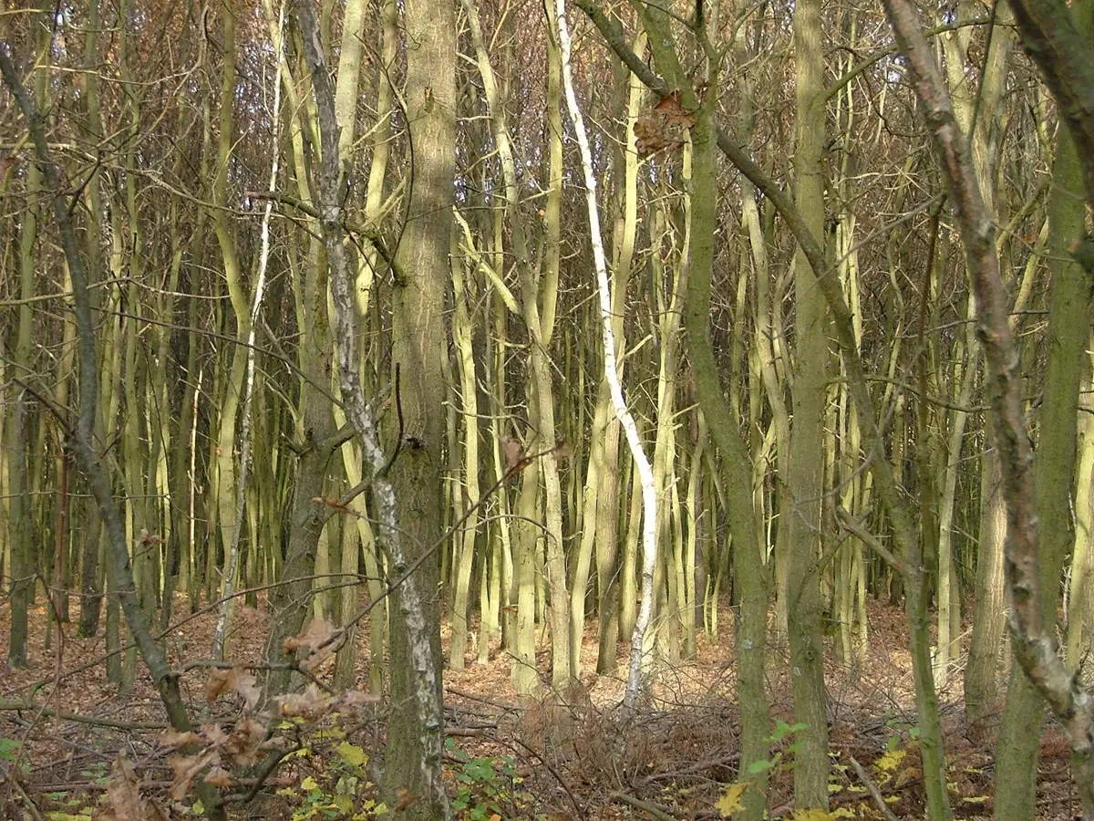 Bosque de troncos finos e altos, de folhas amareladas e chão coberto de folhas secas, em tons de outono, no Parque Nacional de Kampinos.