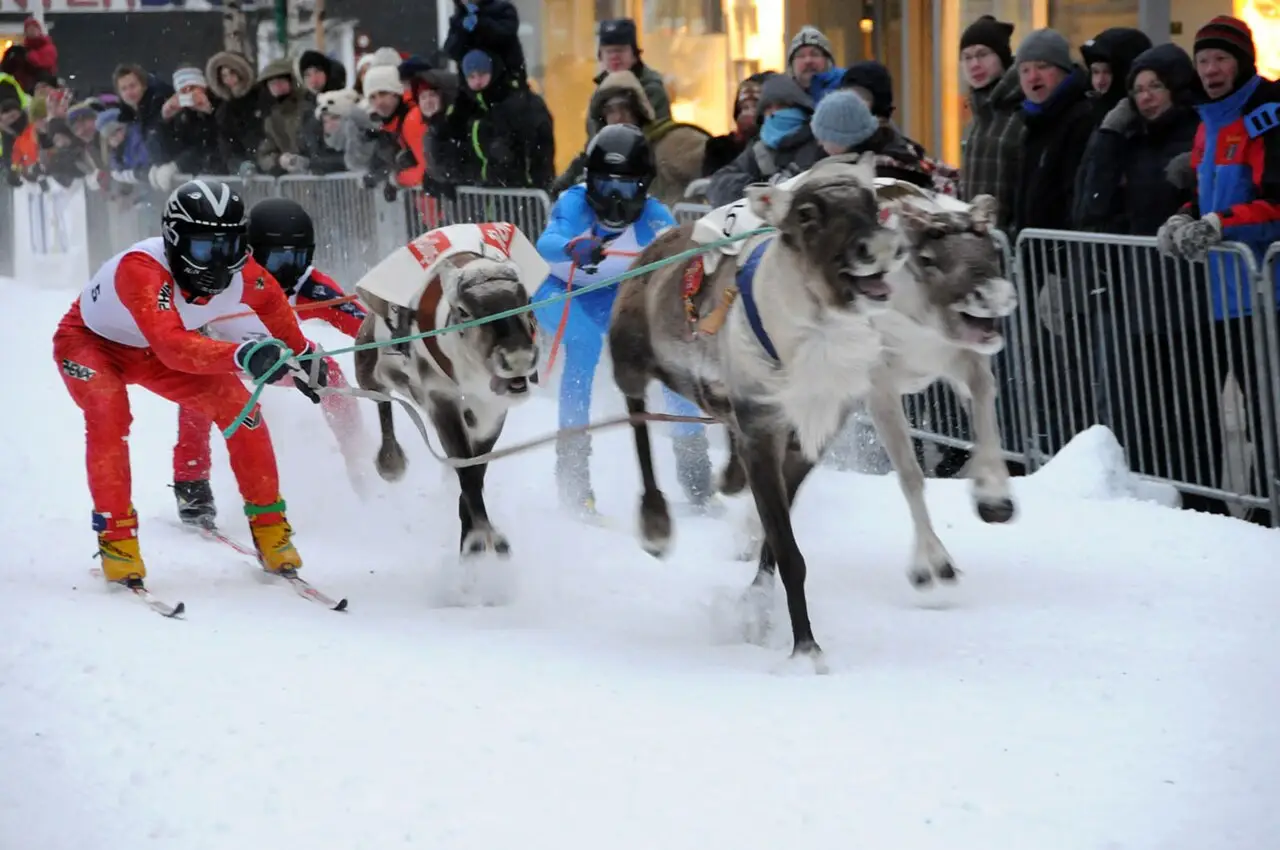Corrida de renas na neve em Tromsø, com competidores puxados por renas e espectadores agasalhados atrás das grades.