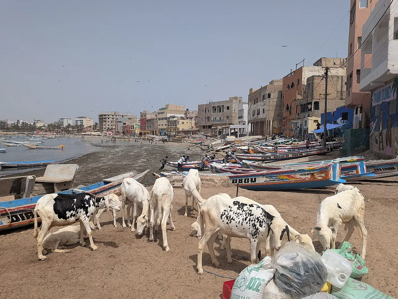 Carneiros amarrados na praia de Ngor, em Dacar, entre barcos de pesca, à espera da Tabaski.