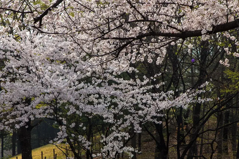 Ramos de cerejeiras cobertos de flores claras sobre árvores e gramado no parque de Yeouido.