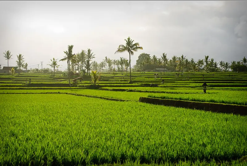 Terraços verdes de arroz com palmeiras e figuras pequenas ao longe, sob um céu claro.