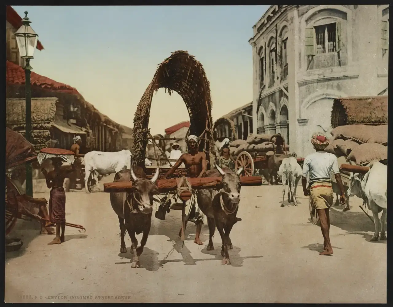 Un photochrome coloré montre une charrette à bœufs coiffée d’un toit de paille tressée dans une rue de Colombo, avec des bâtiments coloniaux, un réverbère et des hommes portant des paniers.