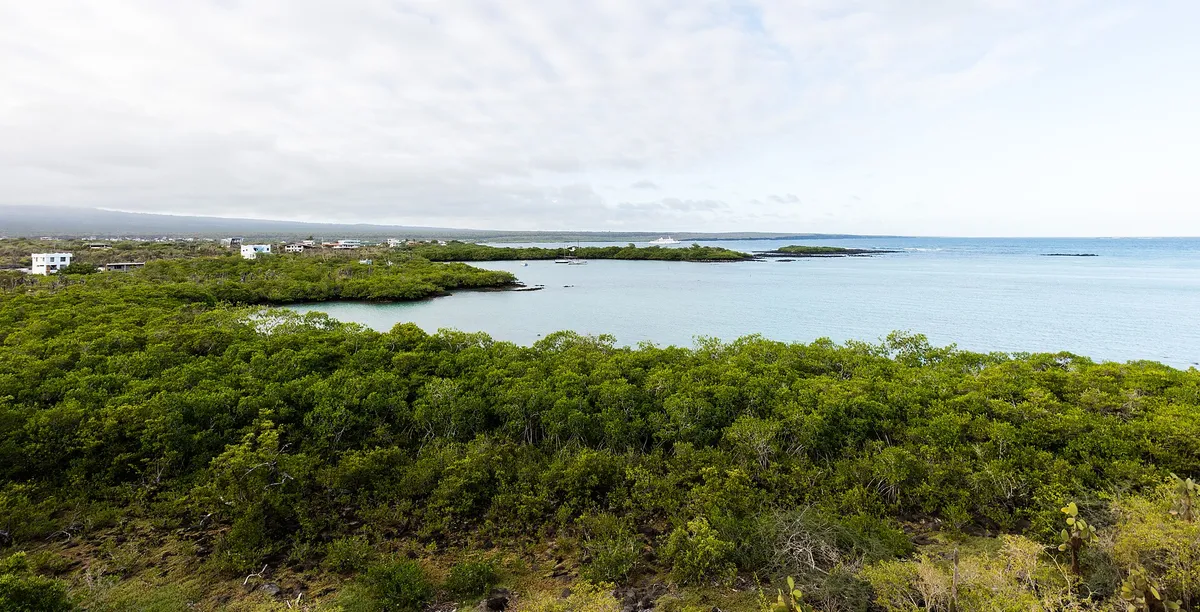 Mangue verde na beira da água clara, casas brancas à esquerda e o mar à direita.
