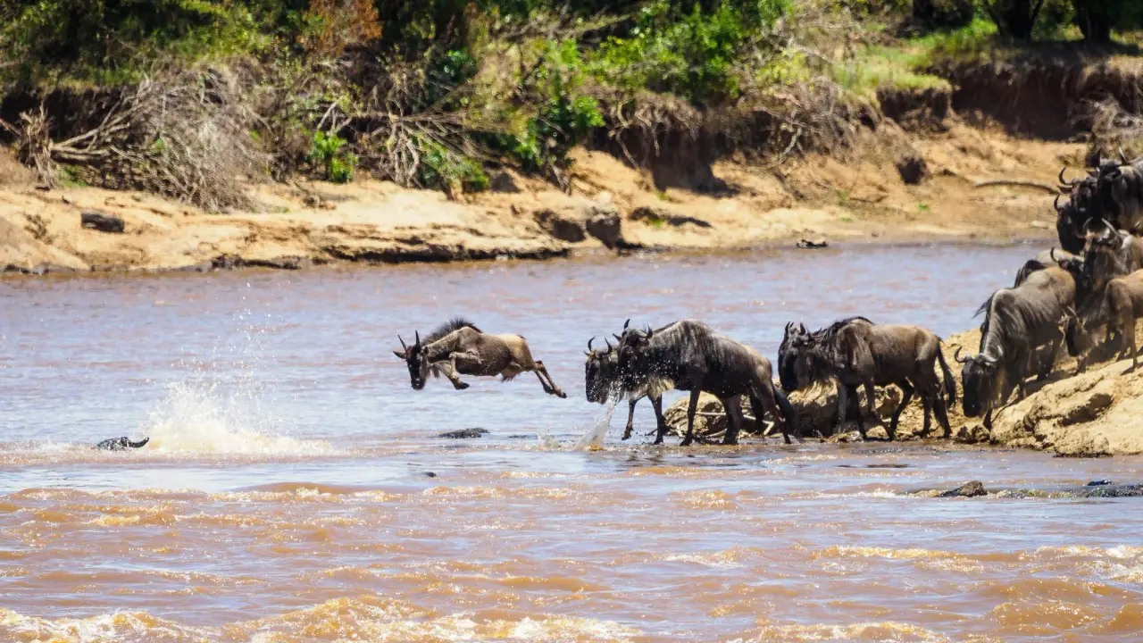 Rio Mara