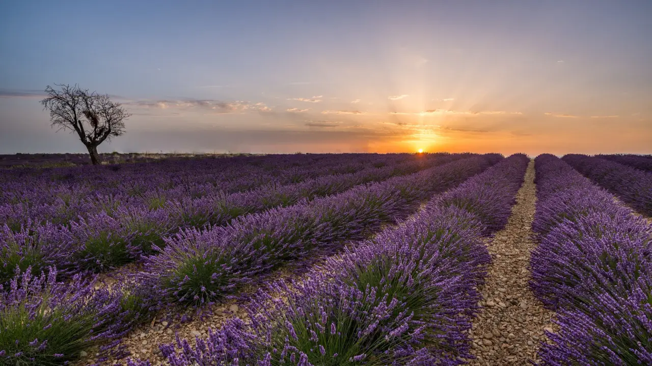 Campos de lavanda em Valensole