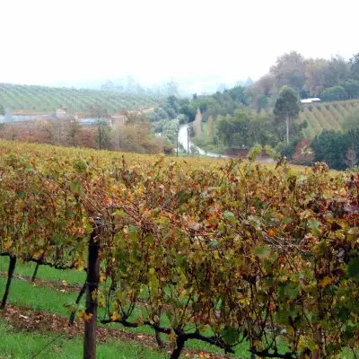 Stellenbosch, vinhedo