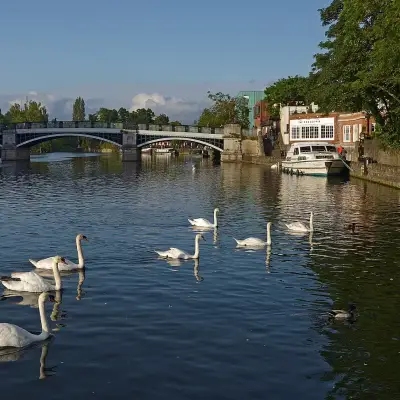 Windsor, cisnes no Tâmisa